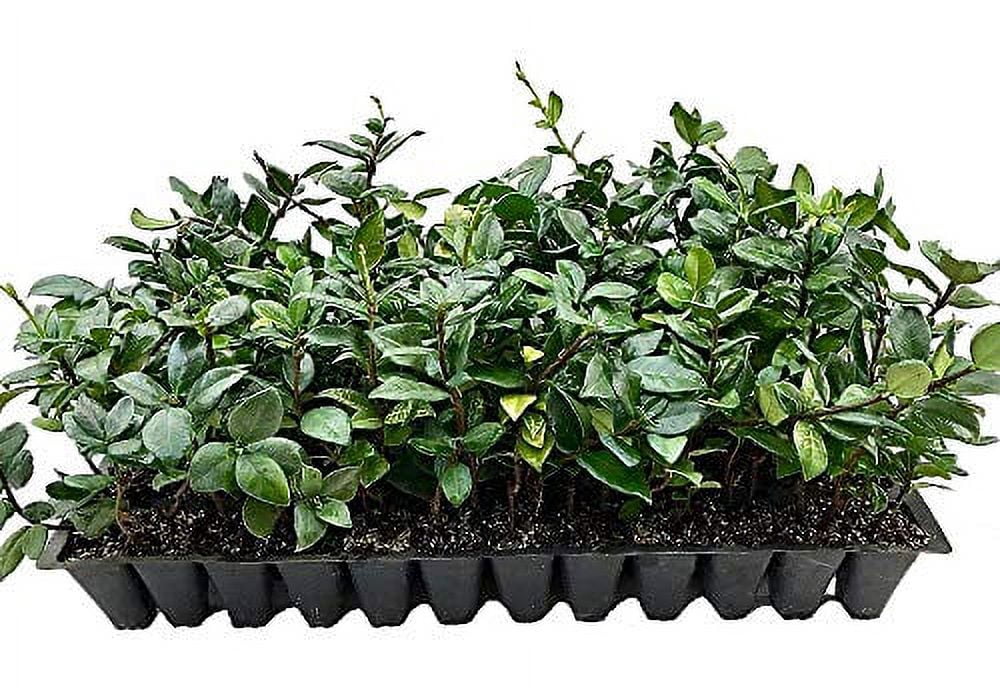 15 Live Fragrant Vine Plants H582398