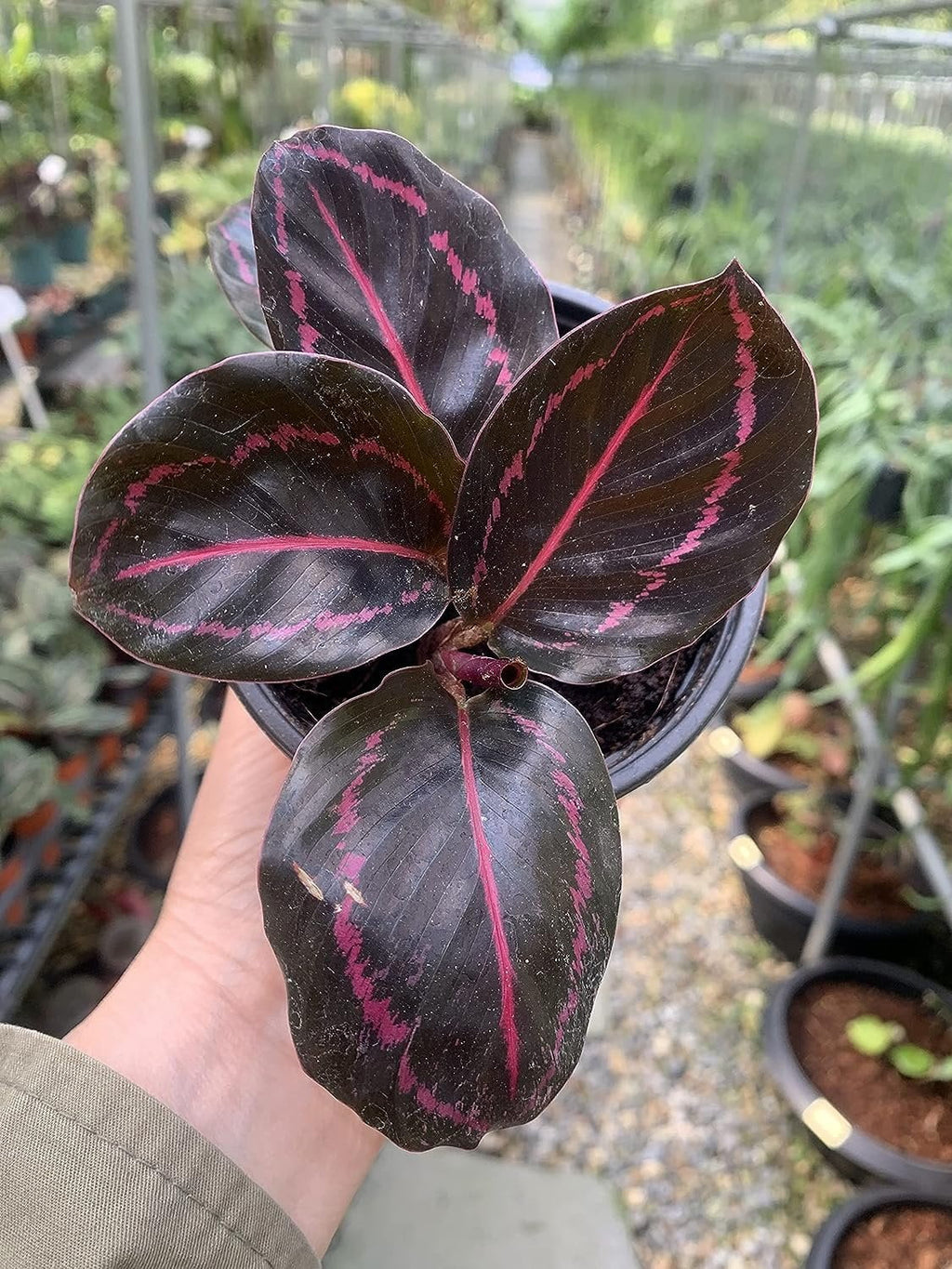 Calathea Dottie Prayer Plant in a 2 Inch Pot A3319