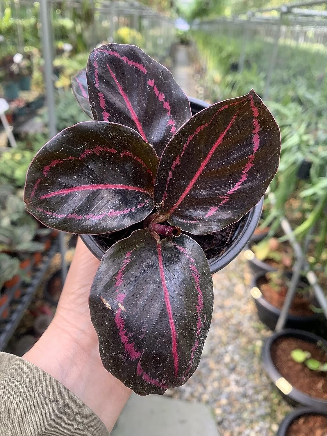 Calathea Dottie Prayer Plant in a 2 Inch Pot A3319