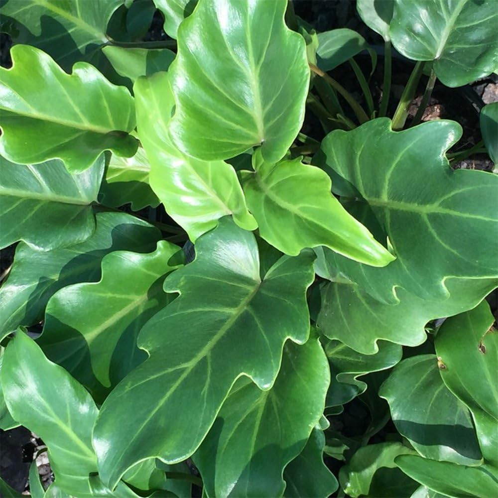 Philodendron Xanadu Plant, 10" Pot T4167