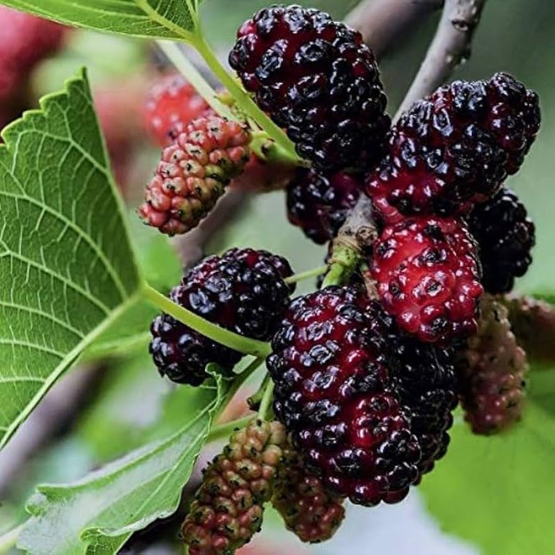 Dwarf Everbearing Mulberry Plant 5 to 8 Inch Tall Sweet Mulberry Tree Live Plant C98676