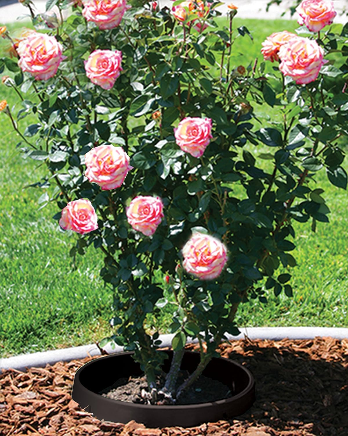 6 Pack 20 in Planting Rings Landscape Garden Protective Round Edging W65647