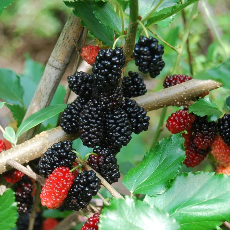 Dwarf Everbearing Mulberry Plant 5 to 8 Inch Tall Sweet Mulberry Tree Live Plant C98676
