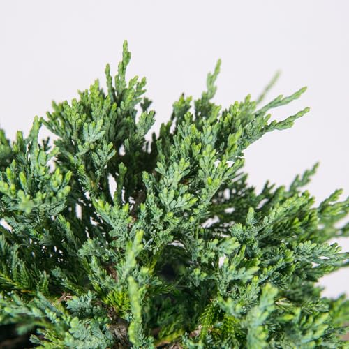 Blue Rug Juniper 3 Gallon Evergreen Groundcover Shrub Z194
