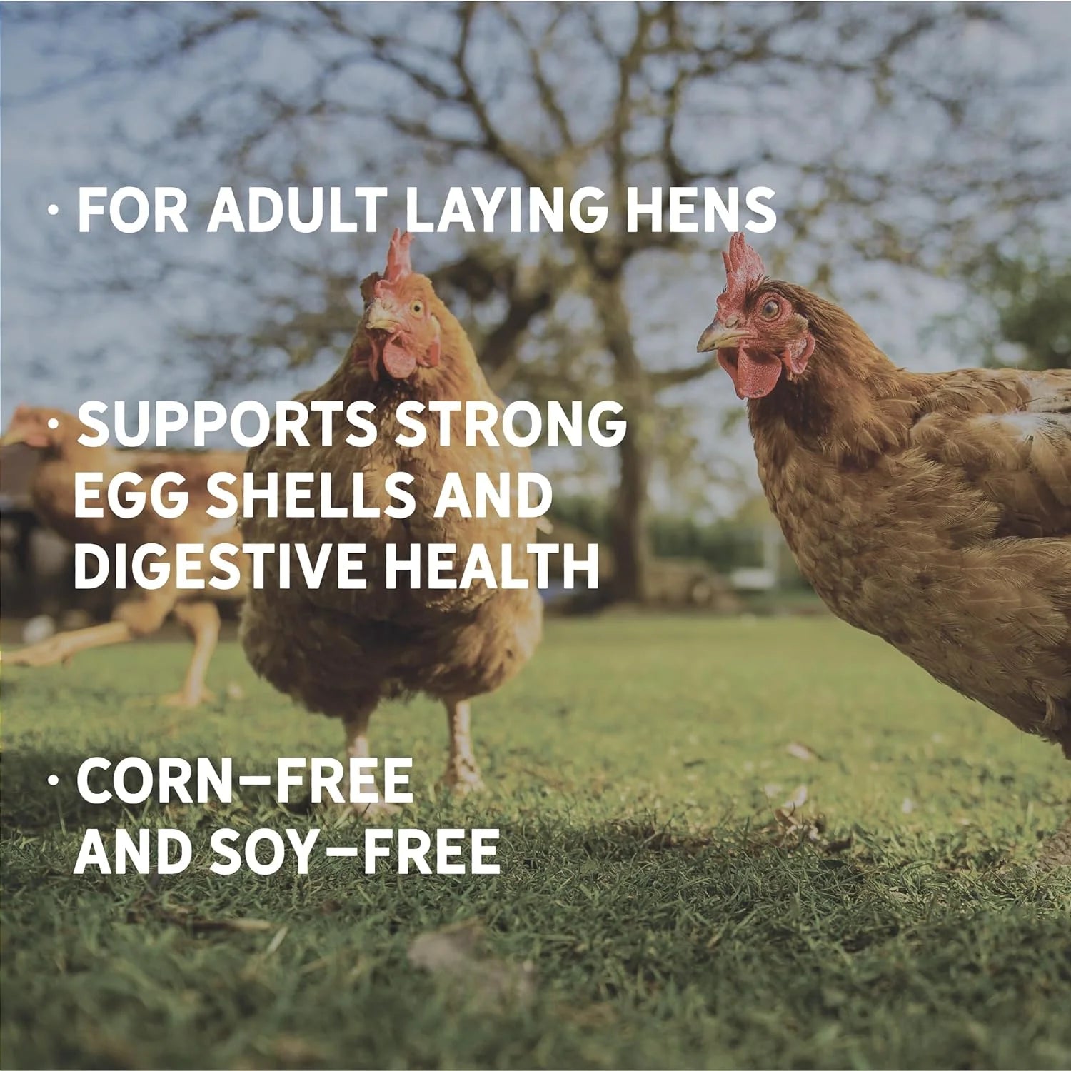 Corn-Free Soy-Free Organic Non-GMO 17% Protein Chicken Feed 25lb Bag A920