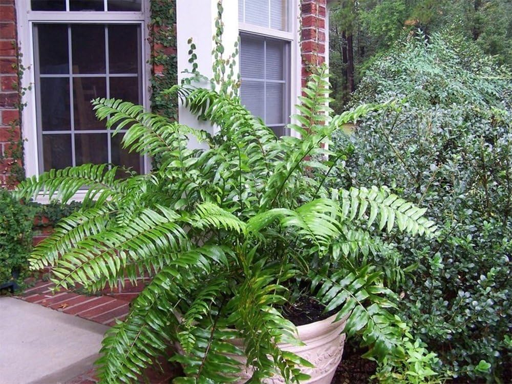 Macho Giant Sword Fern Live Plant, 1 Gallon, 6" Pot E7585