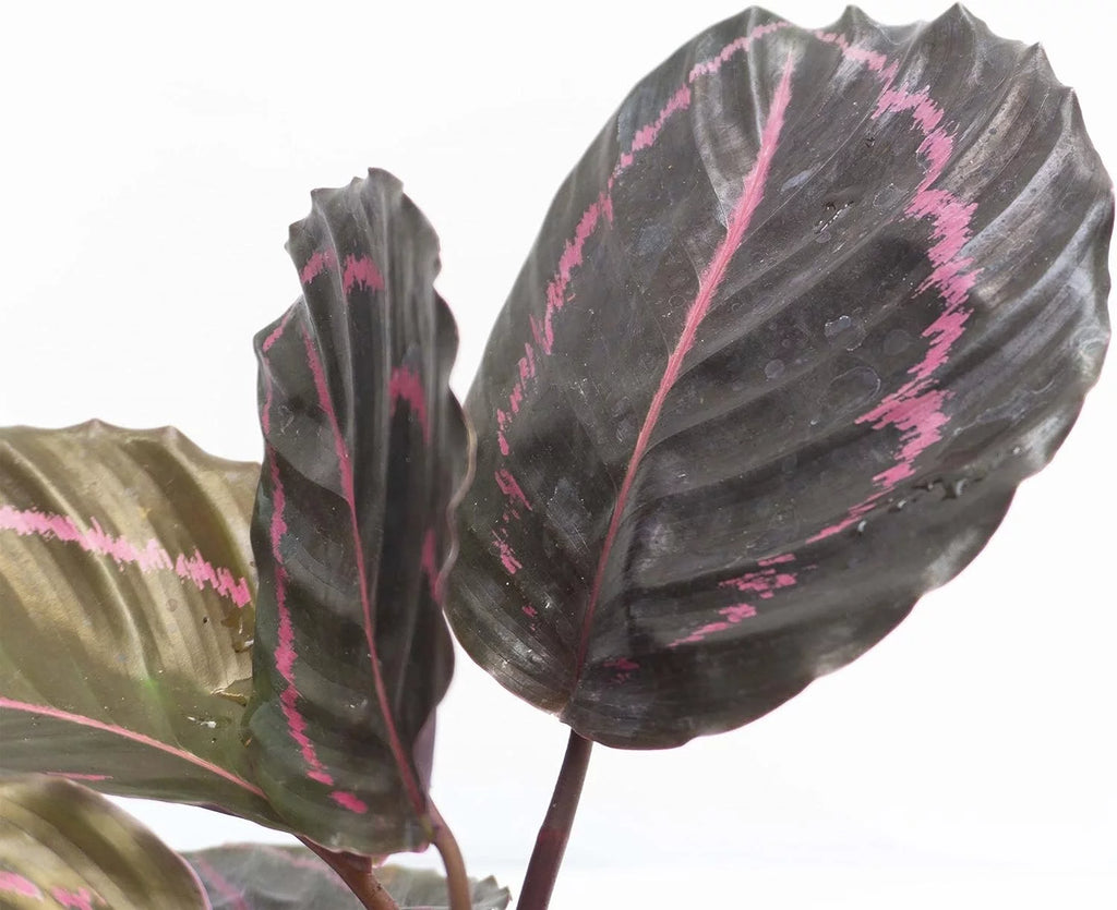 Calathea Dottie Prayer Plant in a 2 Inch Pot A3319