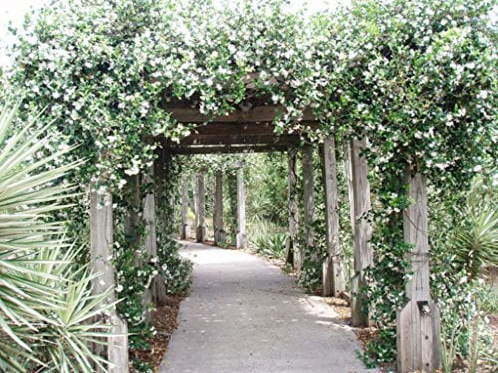 15 Live Fragrant Vine Plants H582398