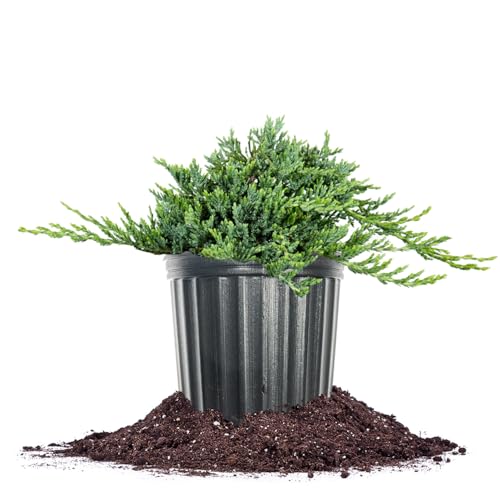 Blue Rug Juniper 3 Gallon Evergreen Groundcover Shrub Z194