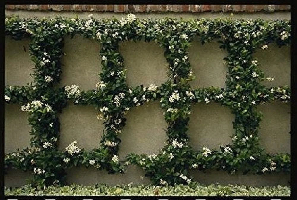 15 Live Fragrant Vine Plants H582398