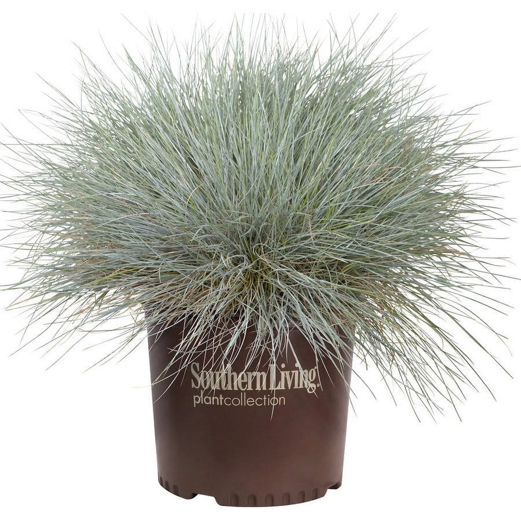 2.5 Quart Powder Blue Foliage Ornamental Perennial Fescue Grass I49696