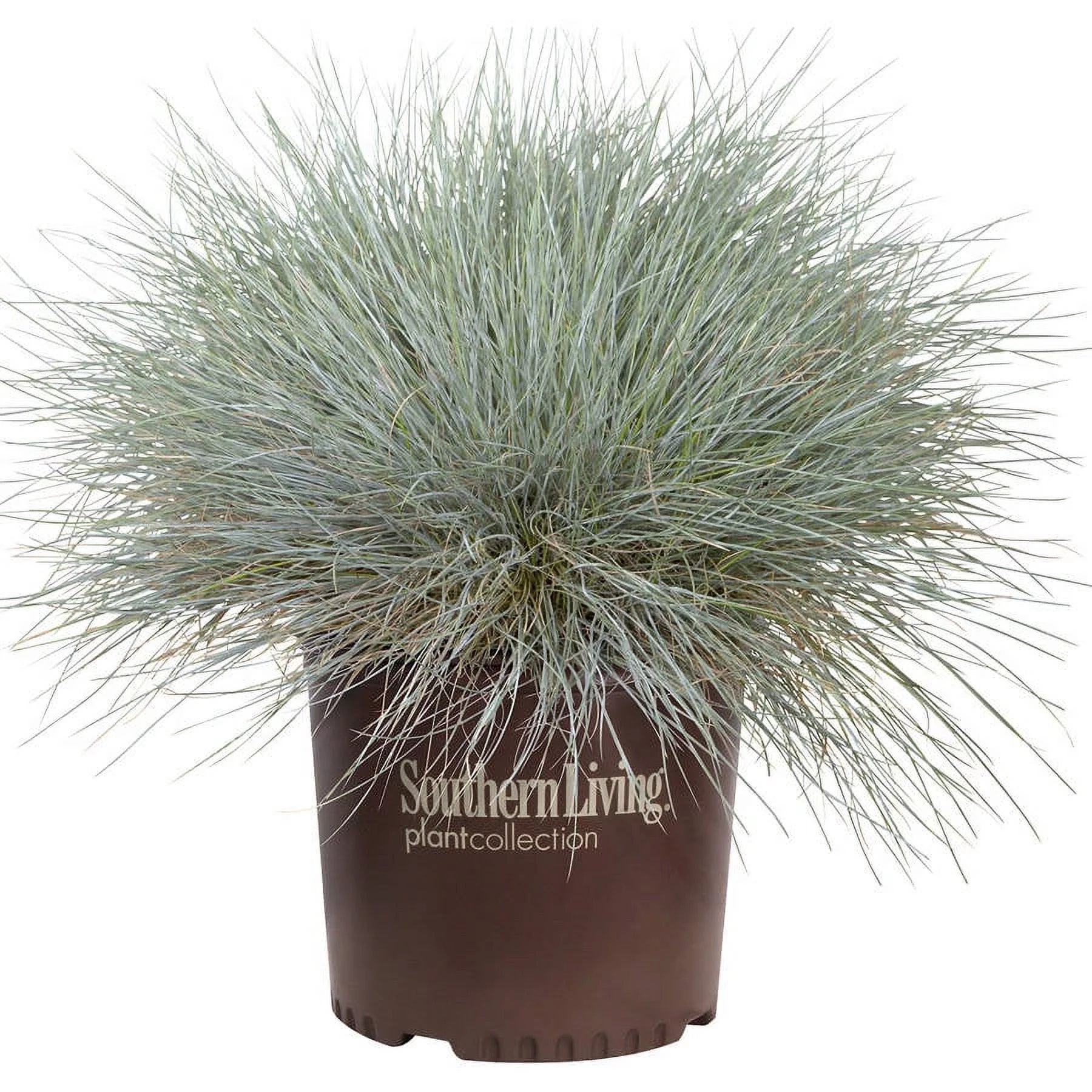 2.5 Quart Powder Blue Foliage Ornamental Perennial Fescue Grass I49696