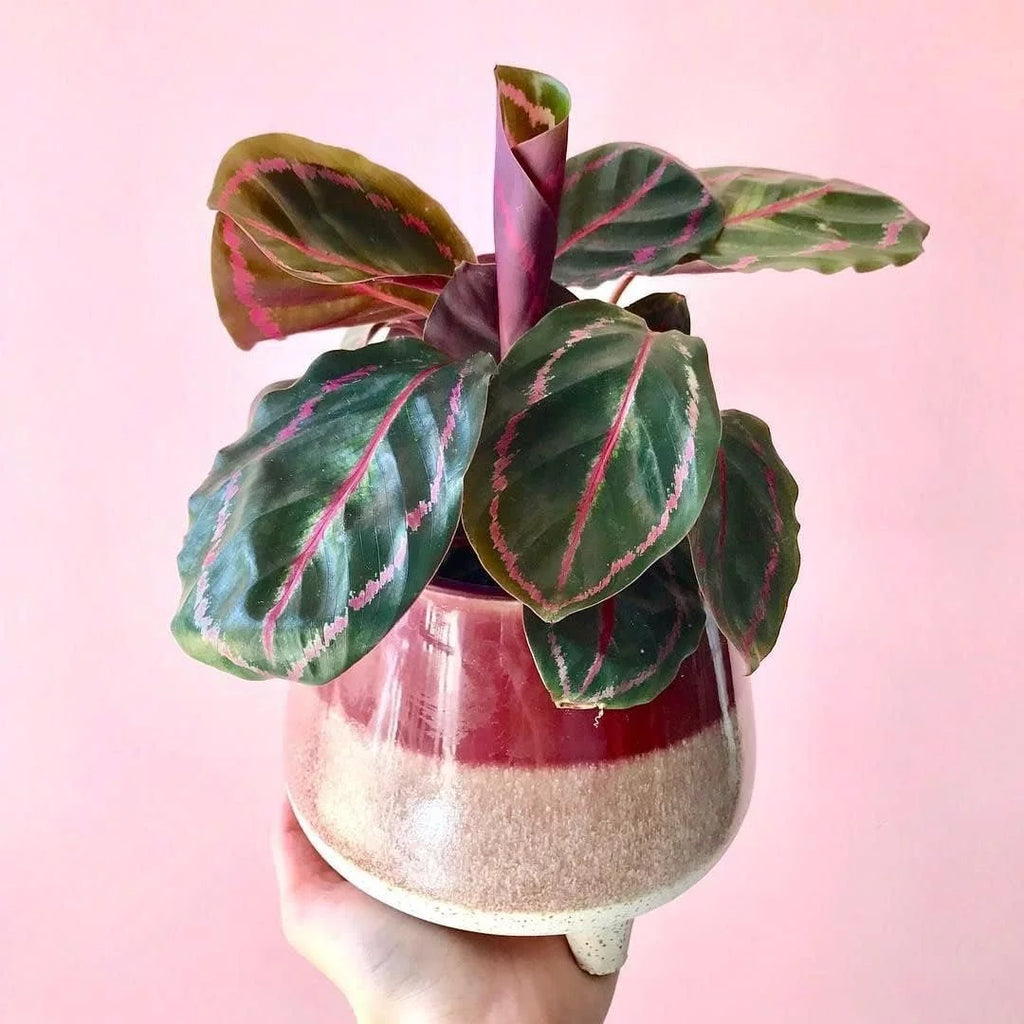 Calathea Dottie Prayer Plant in a 2 Inch Pot A3319