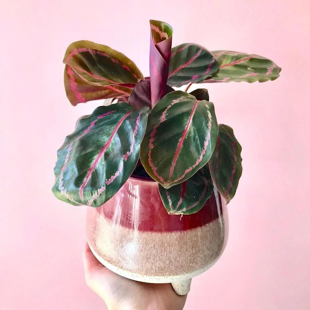 Calathea Dottie Prayer Plant in a 2 Inch Pot A3319