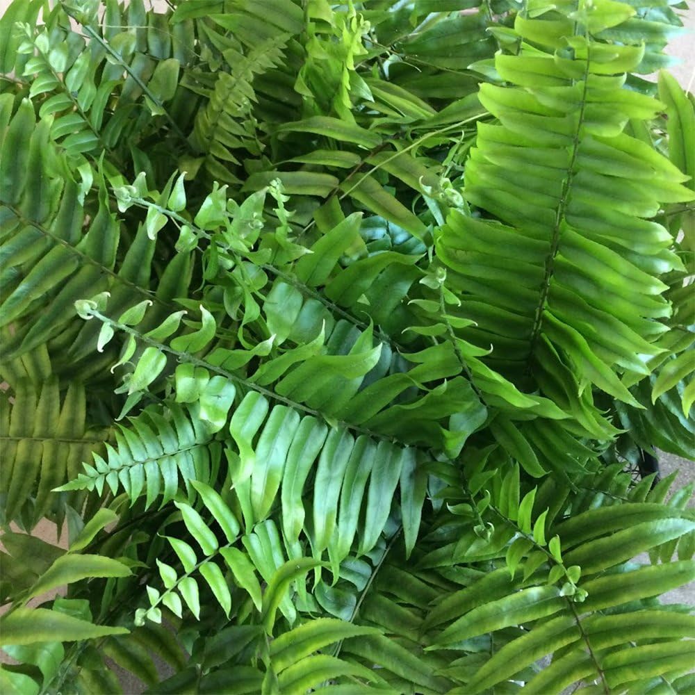 Macho Giant Sword Fern Live Plant, 1 Gallon, 6" Pot E7585