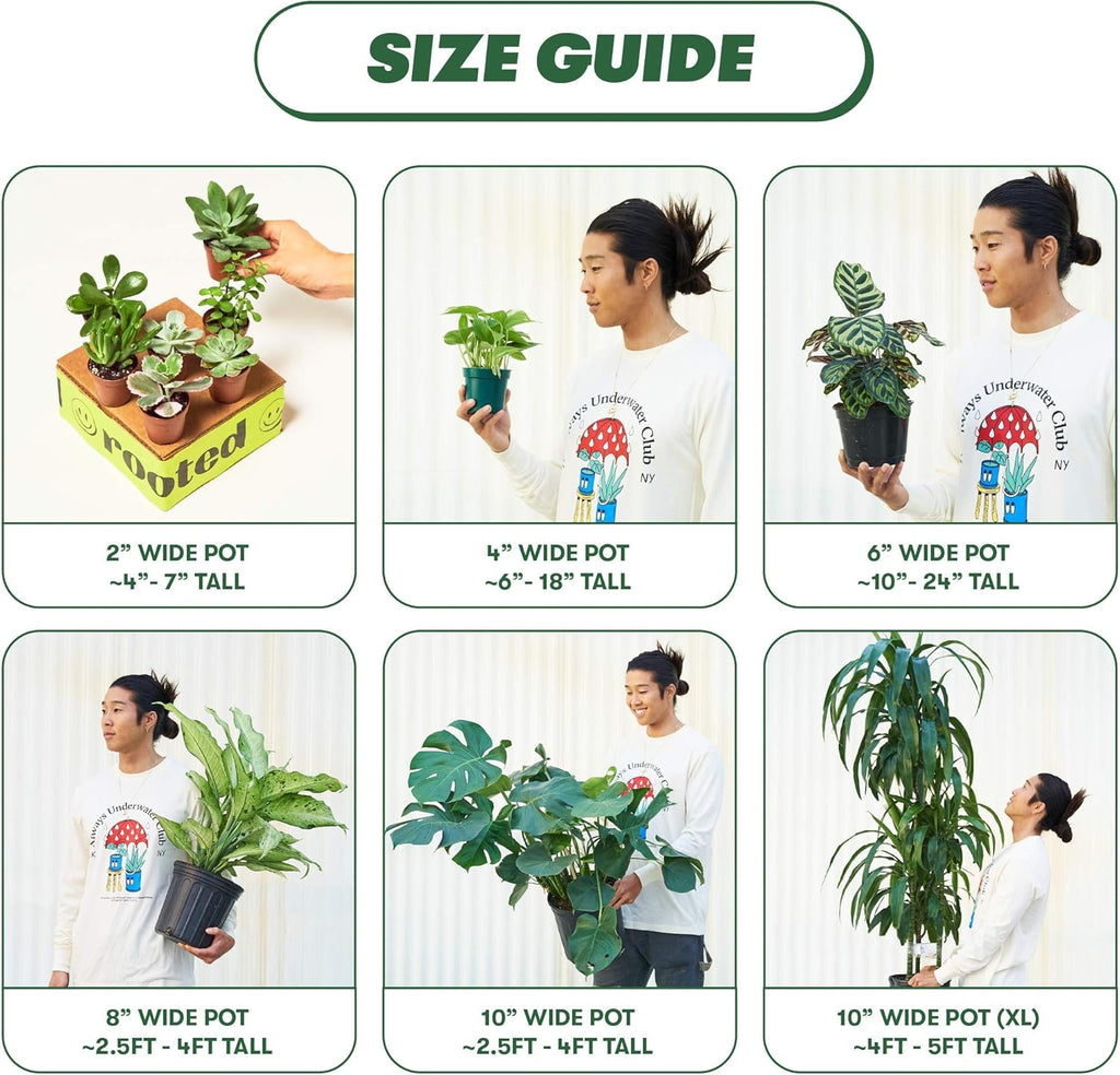 Monstera Dubia, 4 inch Pot R853