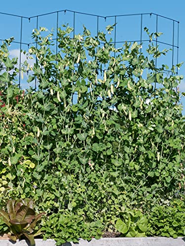 Expandable Pea Trellis, Powder-Coated Steel, 9'-3" L x 64" H E779