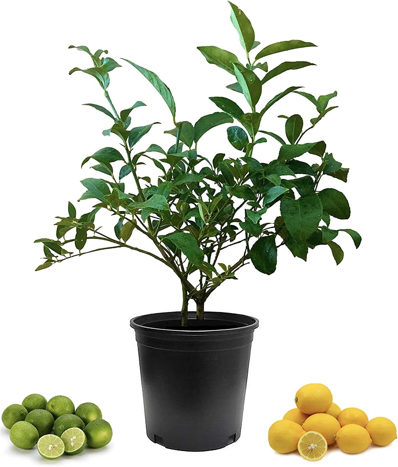 8" Pot Cocktail Tree S424231