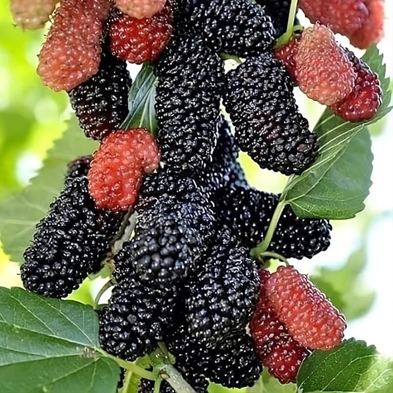 Dwarf Everbearing Mulberry Plant 5 to 8 Inch Tall Sweet Mulberry Tree Live Plant C98676