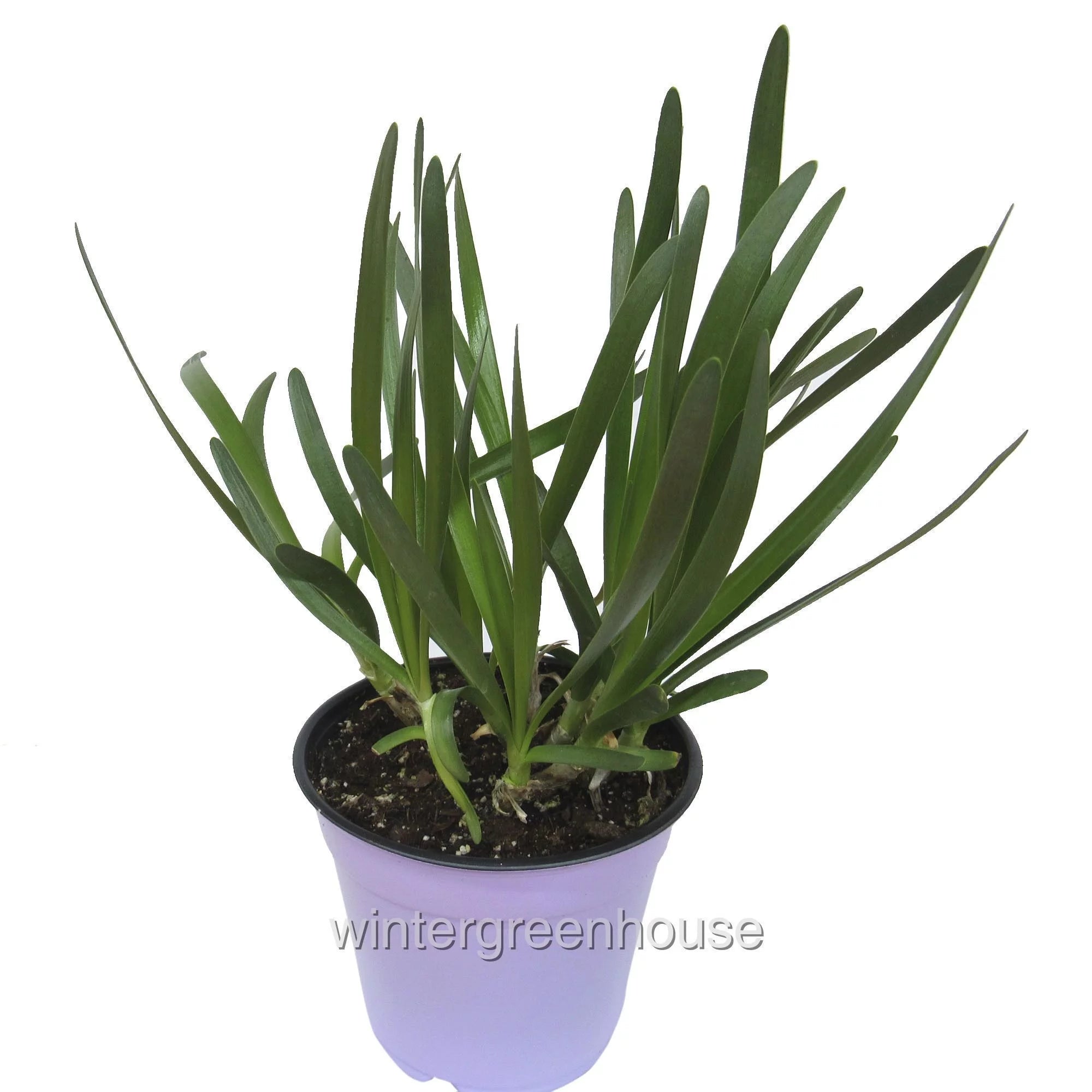 Allium Ornamental Onion - Pot Size: 4" - Flowering Plants W219