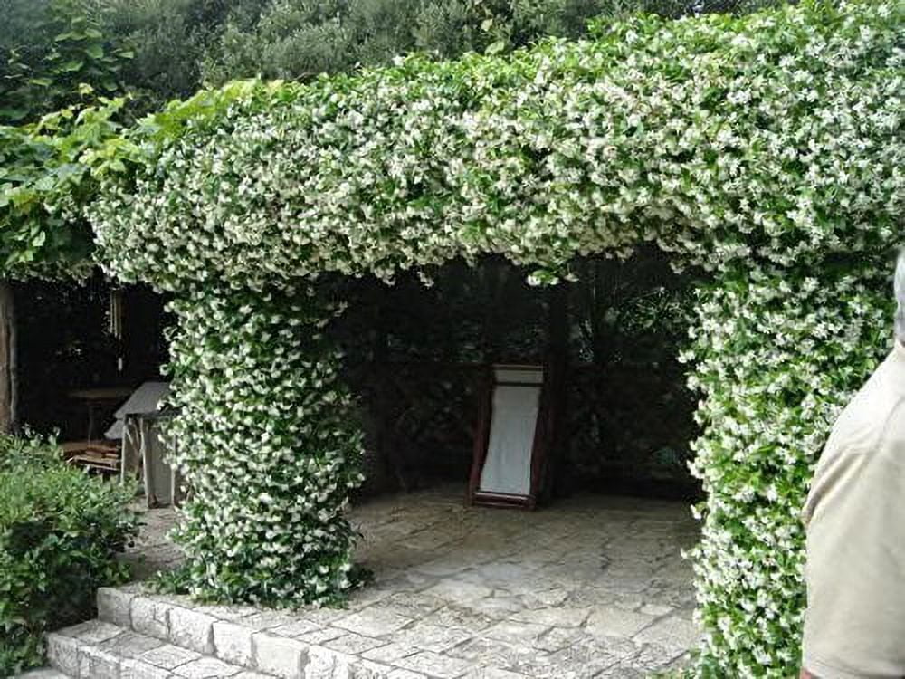 15 Live Fragrant Vine Plants H582398