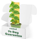 Monstera Dubia, 4 inch Pot R853