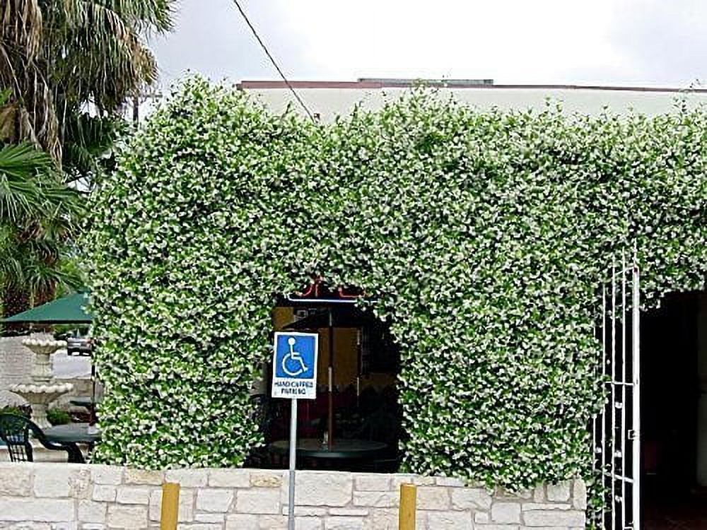 15 Live Fragrant Vine Plants H582398