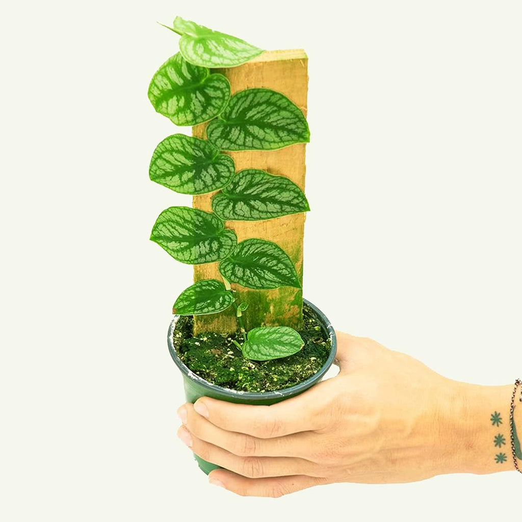 Monstera Dubia, 4 inch Pot R853