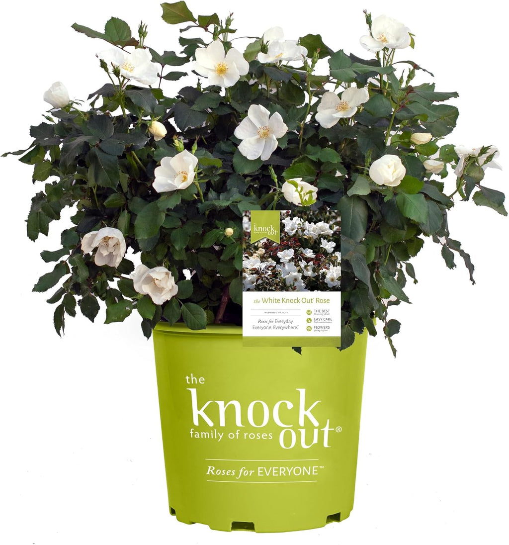1 Gallon Cherry Red Plant Bundle J55200