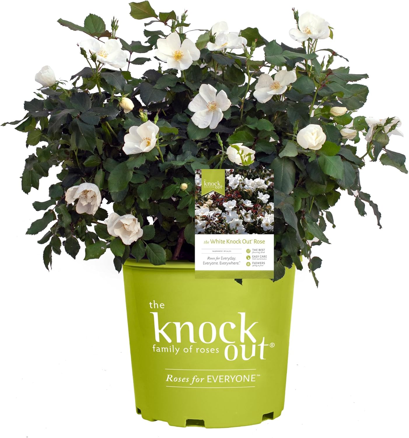 1 Gallon Cherry Red Plant Bundle J55200
