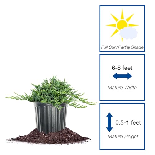 Blue Rug Juniper 3 Gallon Evergreen Groundcover Shrub Z194