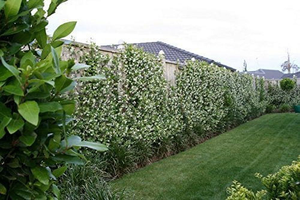15 Live Fragrant Vine Plants H582398