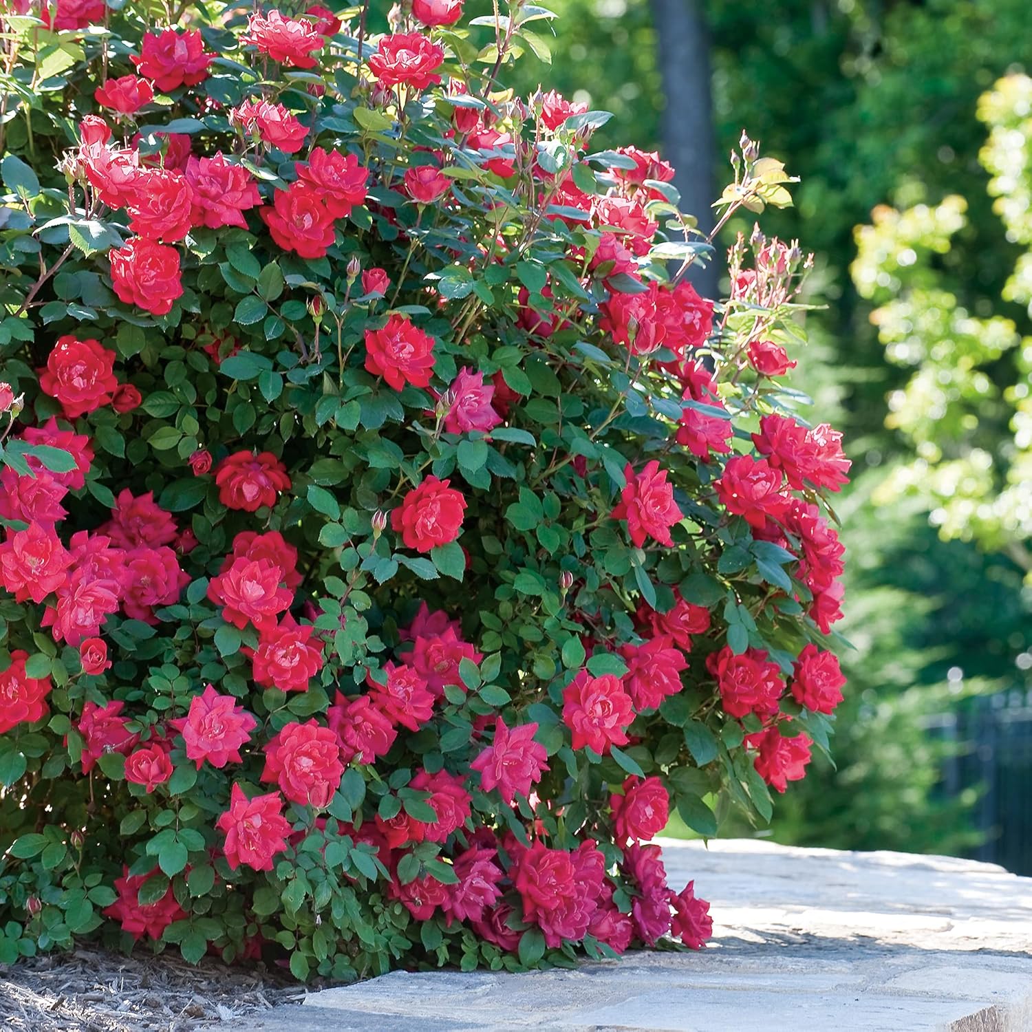 1 Gallon Cherry Red Plant Bundle J55200
