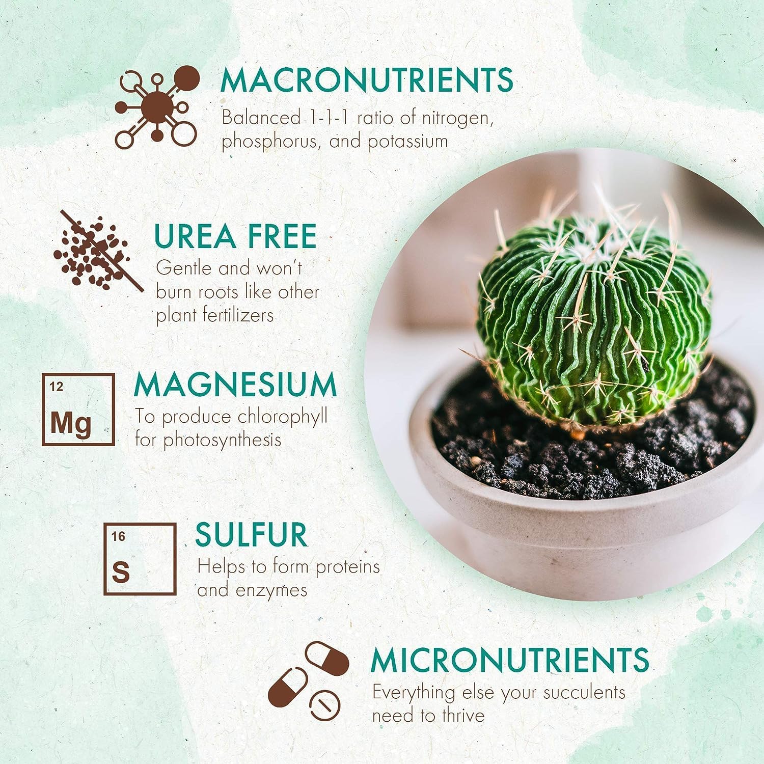 Succulent & Cactus Plant Food Slow Release Fertilizer (5 oz) O509