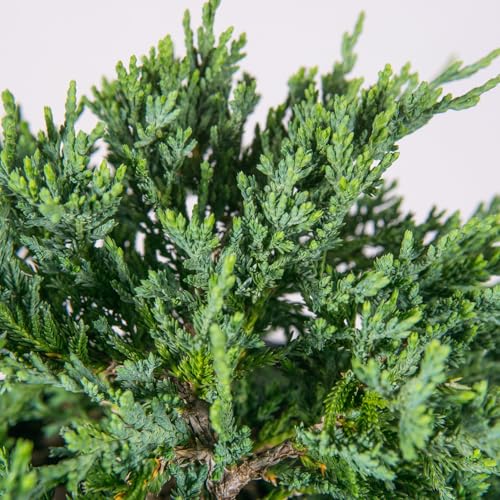 Blue Rug Juniper 3 Gallon Evergreen Groundcover Shrub Z194