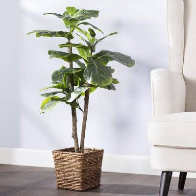 Foliage Tree in Basket Q317586