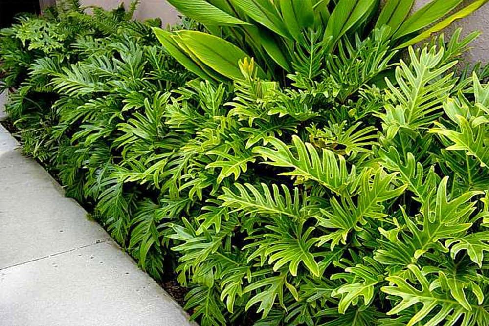 Philodendron Xanadu Plant, 10" Pot T4167