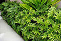Philodendron Xanadu Plant, 10" Pot T4167