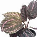 Calathea Dottie Prayer Plant in a 2 Inch Pot A3319