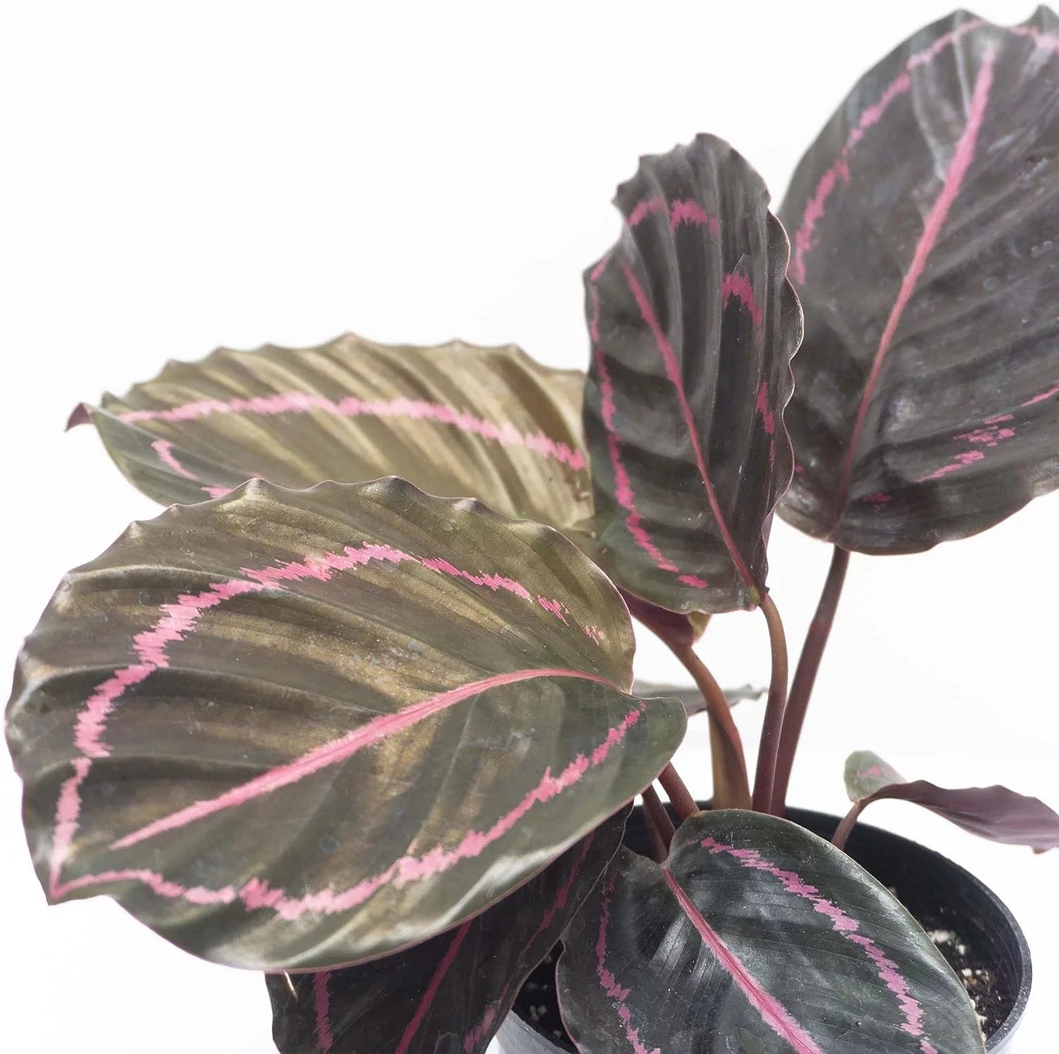 Calathea Dottie Prayer Plant in a 2 Inch Pot A3319