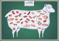 Laminated 24x36 Poster: Lamb Cuts Butcher Chart J461373
