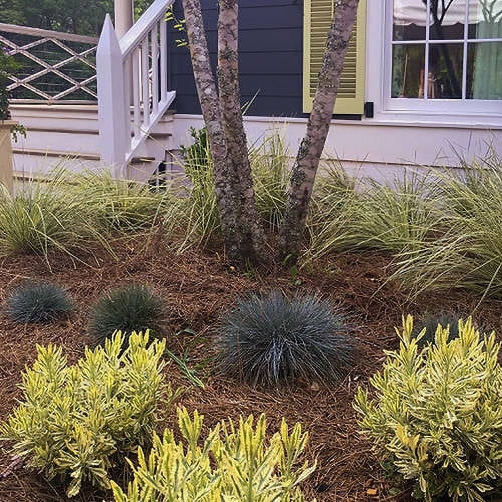 2.5 Quart Powder Blue Foliage Ornamental Perennial Fescue Grass I49696