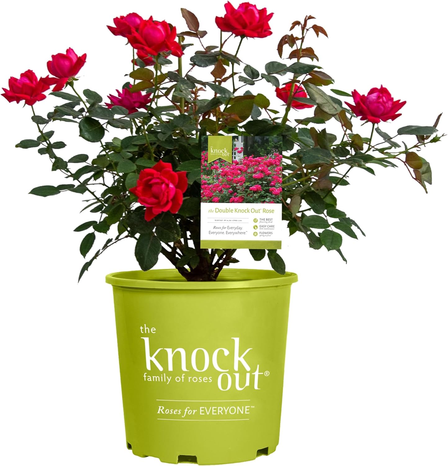 1 Gallon Cherry Red Plant Bundle J55200