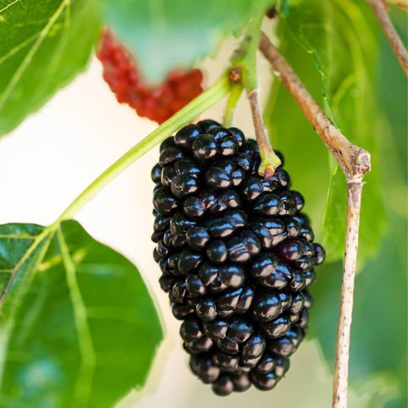 Dwarf Everbearing Mulberry Plant 5 to 8 Inch Tall Sweet Mulberry Tree Live Plant C98676