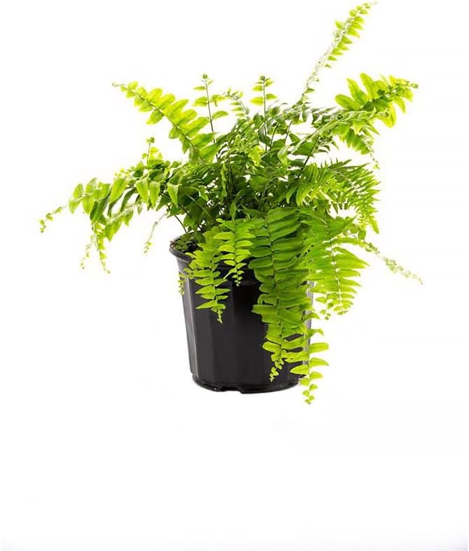 Macho Giant Sword Fern Live Plant, 1 Gallon, 6" Pot E7585