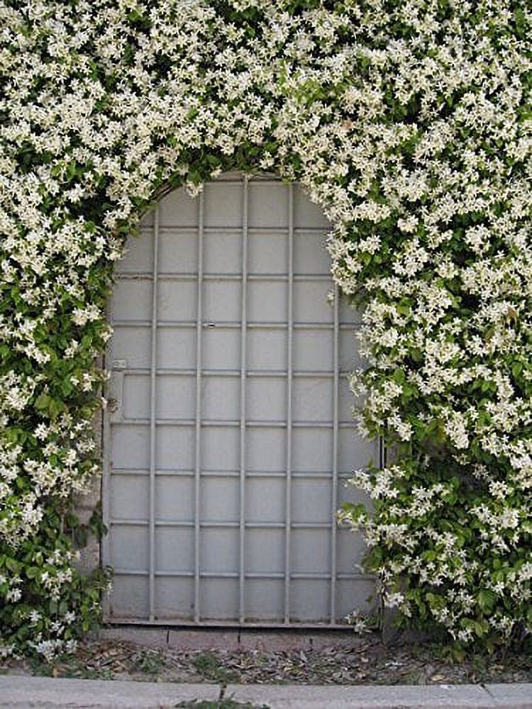 15 Live Fragrant Vine Plants H582398