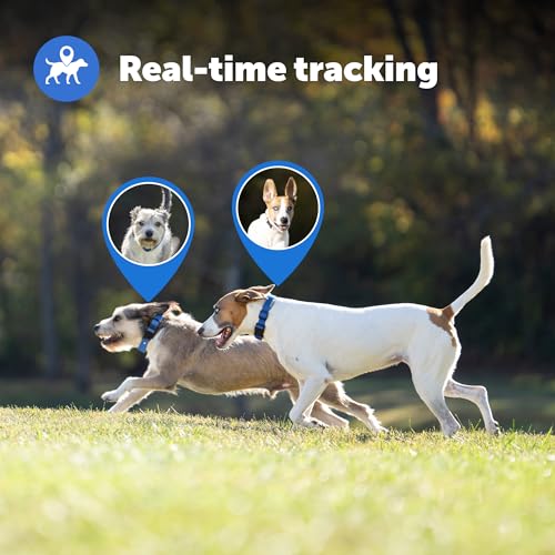 GPS Dog Collar with App, Waterproof Rechargeable (Blue, Grey) Y2567