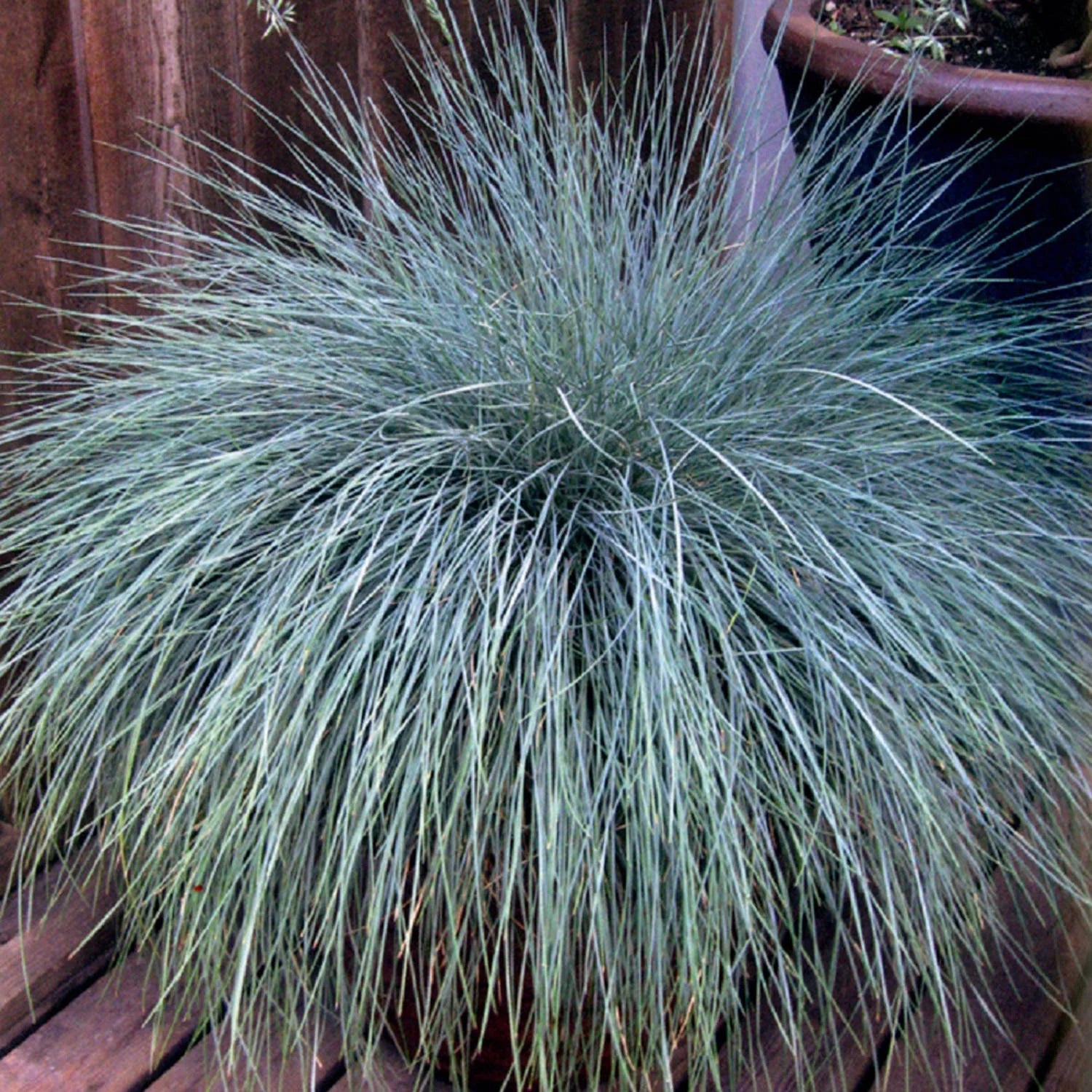 2.5 Quart Powder Blue Foliage Ornamental Perennial Fescue Grass I49696