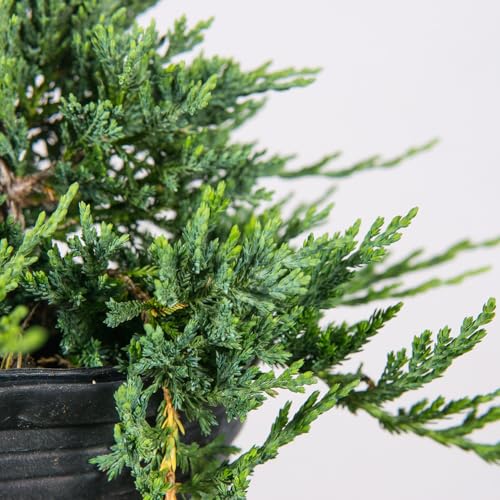 Blue Rug Juniper 3 Gallon Evergreen Groundcover Shrub Z194