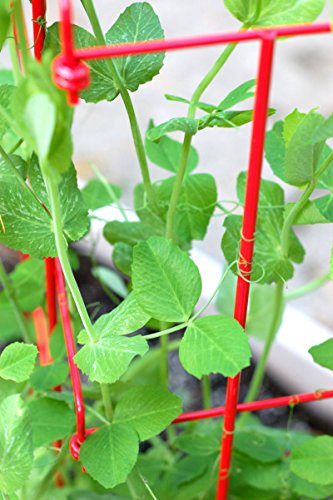 Expandable Pea Trellis, Powder-Coated Steel, 9'-3" L x 64" H E779